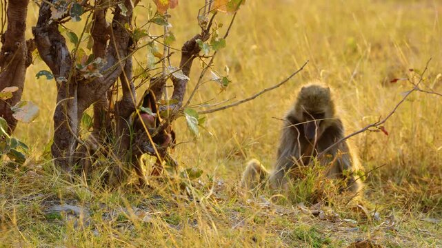 Rare footage of a mother baboon and baby baboon eating fruits of a tree in Savannah of South africa.