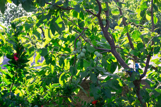 Unripe green plum prunus domestica fruits ripening on a tree branch in a sunny garden