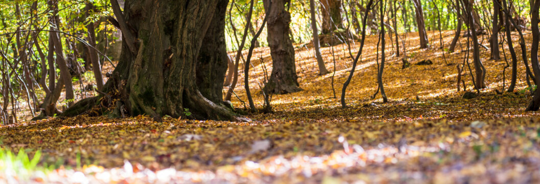 Dense forest filled with tall trees and natural greenery, peaceful woodland environment representing wild nature and ecological landscape.