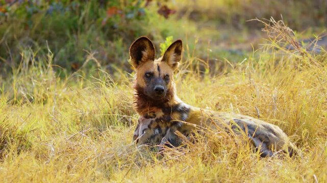 Close up of an adult African wild dog (Lycaon pictus) resting in savannah.