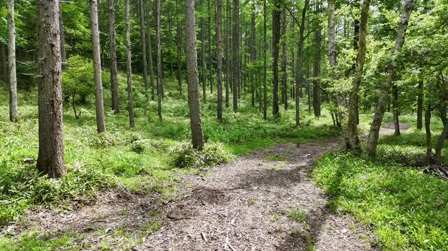 Green forest path winds between tall trees. Lush undergrowth thrives beneath dappled sunlight. Natural sounds echo softly through the woodland. Peaceful setting invites quiet walks or meditation