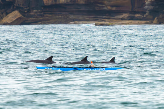 Dolphins swimming beside a lifeguard rescue board in the coastal water at Tamarama Beach, Sydney, Australia.