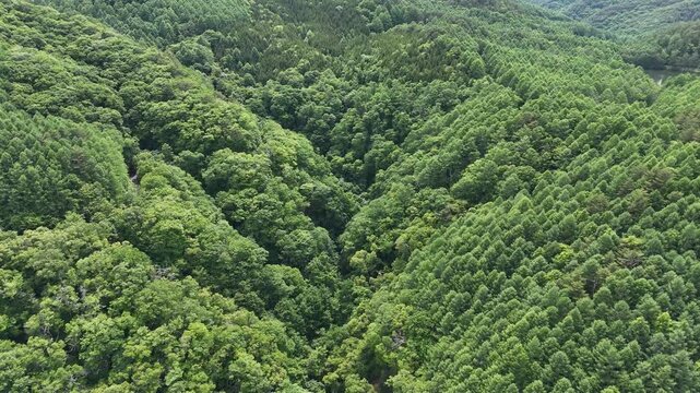Lush green canopy blankets rolling hills. Aerial view reveals dense forest texture. Vibrant leaves sway gently with breeze. Ideal for nature documentaries or eco-themed projects