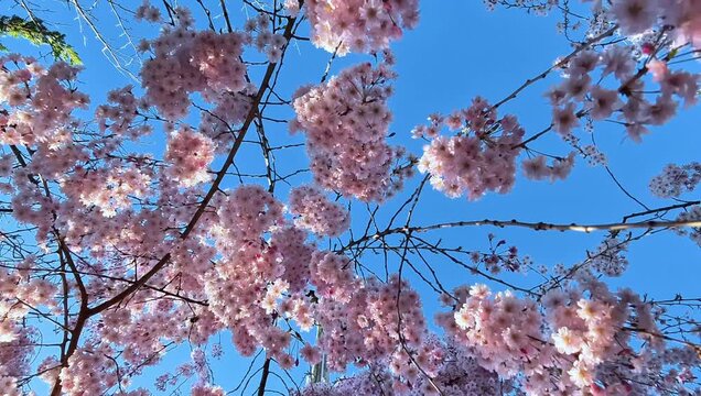 Low angle slow motion video looking up through weeping pink cherry blossoms as they gently sway in the breeze on a bright blue day