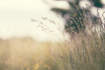 Obraz premium Tall grass swaying in the wind on a sunny day in an open field near a tree
