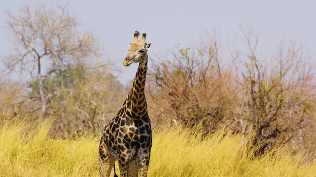 A Giraffe with oxpecker birds on his horns.