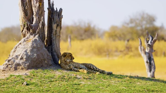 An African Cheetah resting after eating meat.