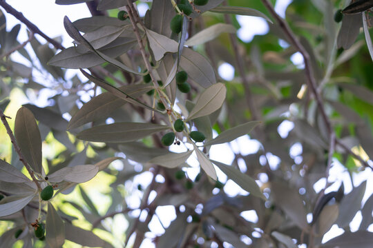 Young green olives ripening on an olive tree branch in the garden