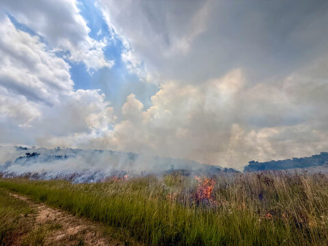 View of a wildfire burning through tall dry grass with thick smoke billowing into a cloudy sky Cape Town, Western Cape, South Africa.