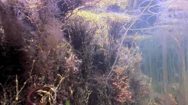 Delicate plant life sways gently beneath the icy Arctic surface. This ethereal environment shows how life adapts to even the harshest conditions. See the subtle colors of this underwater garden.