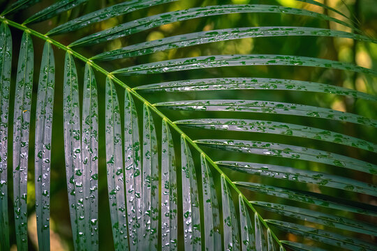 Green palm leaf with raindrops close up pattern