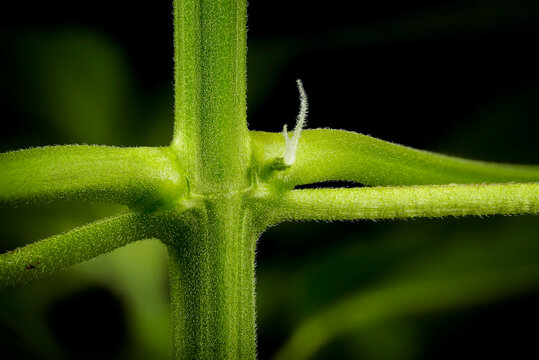 Macro shot of a female Mimosa Evo autoflowering cannabis plant showing early pre-flower stage with white pistils at the node