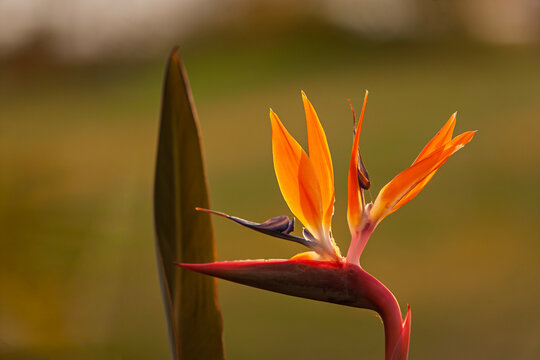 Paradiesvogelblume (Strelitzia reginae)