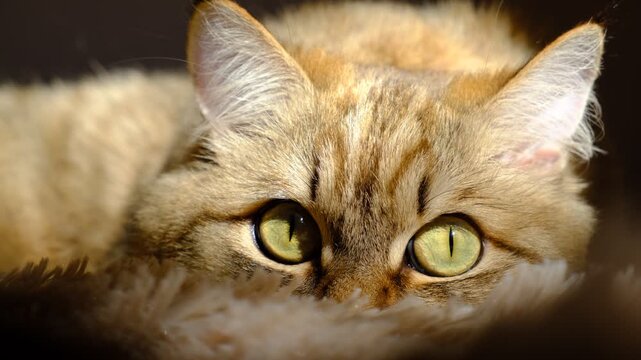 Detailed close-up captures cat&rsquo;s alert, watchful expression. Her eyes are disproportionately large in the frame. Strong incident sunlight  highlight that accentuates the texture of the iris. Hunter
