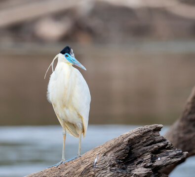 Capped Heron (Pilherodius pileatus) fishing in Madre de Dios river, Manu National Park, Peru