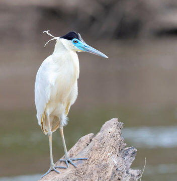 Capped Heron (Pilherodius pileatus) fishing in Madre de Dios river, Manu National Park, Peru