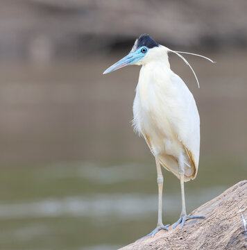 Capped Heron (Pilherodius pileatus) fishing in Madre de Dios river, Manu National Park, Peru