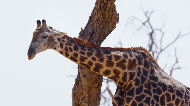 A Giraffe Scratching his neck with a tree. Khwai Moremi Game Reserve of South africa.