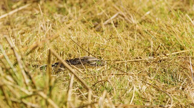 The Central African rock python (Python sebae) is a species of large constrictor snake in the family Pythonidae. The species is native to sub-Saharan Africa.