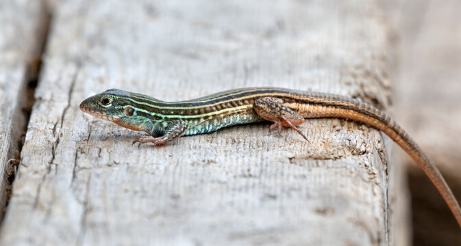 Texas spotted whiptail (Aspidoscelis gularis), Austin, Texas