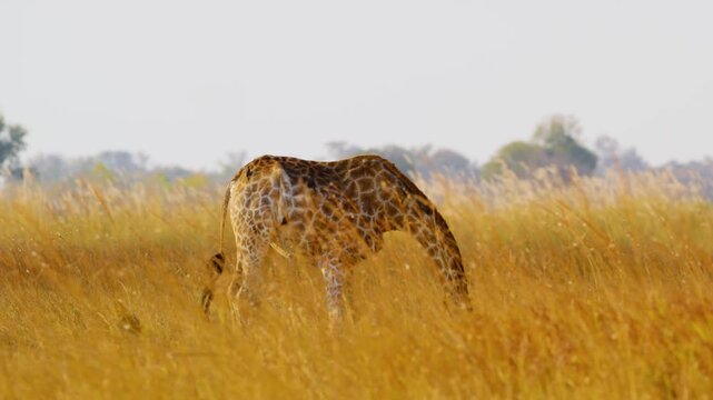 Giraffe in savannah, National park of Kenya, Africa