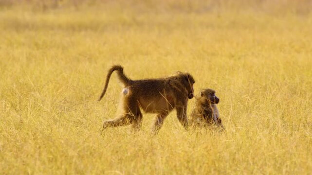 Footage of a Baboon couple in yellow grasses of savannah of Okavango delta Moremi Game Reserve of South africa.