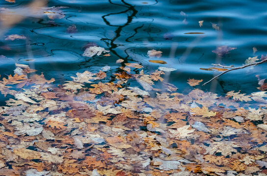 Autumn Leaves Floating on Blue Water Surface at Bradley Hubbard Reservoir, Connecticut