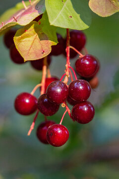 Cluster of ripe, dark red berries hanging from a branch in autumn