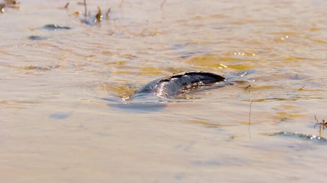 Footage of a wels catfish (Silurus glanis) swimming near a riverbank in Khwai Moremi Game Reserve, South Africa, capturing the unique behavior and habitat of this freshwater species. 