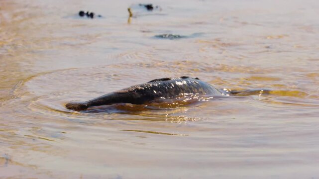 Video of a Wels catfish (Silurus glanis) navigating the waters close to a river in Khwai Moremi Game Reserve, South Africa, depicting the aquatic environment and habits of this unique freshwater speci
