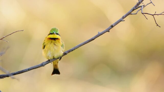 Close-up of a Little Bee-eater (Merops pusillus) perched in Hluhluwe Umfolozi Game Reserve, Kwazulu-Natal, showcasing its vibrant colors. 