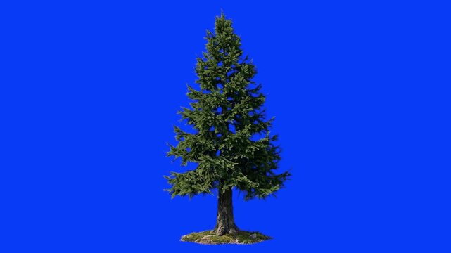 A detailed 3D animated evergreen coniferous pine fir tree sways slowly. This realistic botanical asset is isolated on a chroma key blue screen.