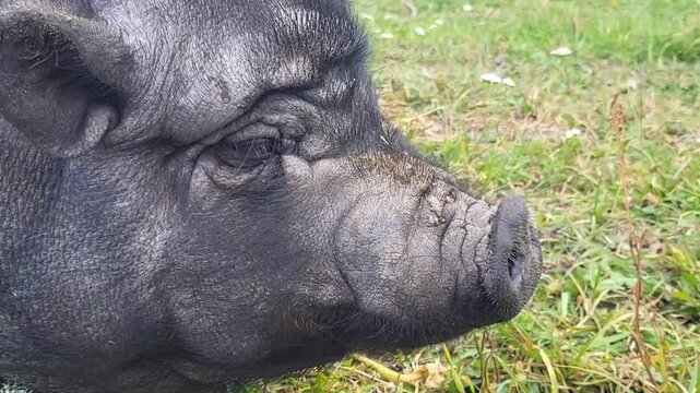 Side profile of a black pig head in an outdoor field, traditional animal husbandry, rural livestock agriculture