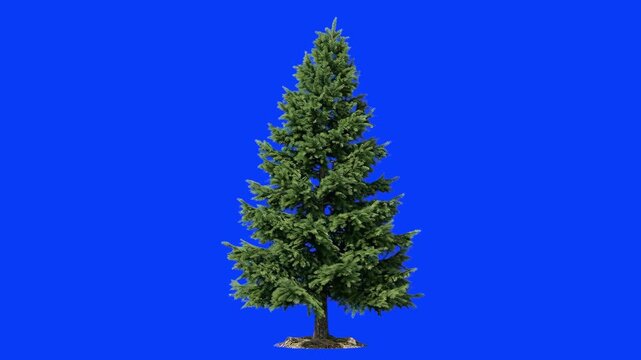 A traditional 3D evergreen pine tree, full of green needles and structured branches, demonstrates a gentle, swaying movement from trunk to tip against a deep blue backdrop.