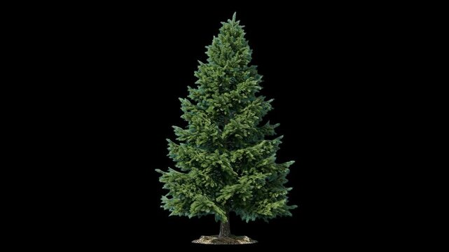 Detailed evergreen pine or fir coniferous tree isolated on a solid black background. Ideal for forest scenes, winter and Christmas holiday designs, wilderness landscapes, architectural renders, nature