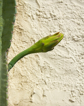 The cactus known as "Queen of the Night" or "Lady of the Night" (generally Epiphyllum oxypetalum or Selenicereus grandiflorus) is a climbing plant native to Central America. It is famous for its enorm