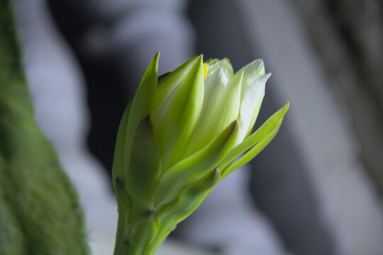 The cactus known as "Queen of the Night" or "Lady of the Night" (generally Epiphyllum oxypetalum or Selenicereus grandiflorus) is a climbing plant native to Central America. It is famous for its enorm