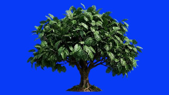 A thick, low-canopy broadleaf tree with large green leaves and exposed roots is displayed against a flat blue screen backdrop. This isolated 3D asset is tailored for seamless integration into jungle, 