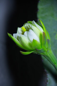 The cactus known as "Queen of the Night" or "Lady of the Night" (generally Epiphyllum oxypetalum or Selenicereus grandiflorus) is a climbing plant native to Central America. It is famous for its enorm