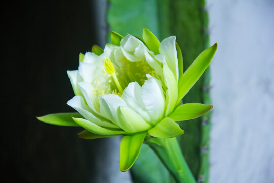 The cactus known as "Queen of the Night" or "Lady of the Night" (generally Epiphyllum oxypetalum or Selenicereus grandiflorus) is a climbing plant native to Central America. It is famous for its enorm