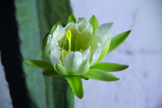 The cactus known as "Queen of the Night" or "Lady of the Night" (generally Epiphyllum oxypetalum or Selenicereus grandiflorus) is a climbing plant native to Central America. It is famous for its enorm