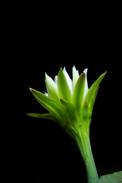 The cactus known as "Queen of the Night" or "Lady of the Night" (generally Epiphyllum oxypetalum or Selenicereus grandiflorus) is a climbing plant native to Central America. It is famous for its enorm
