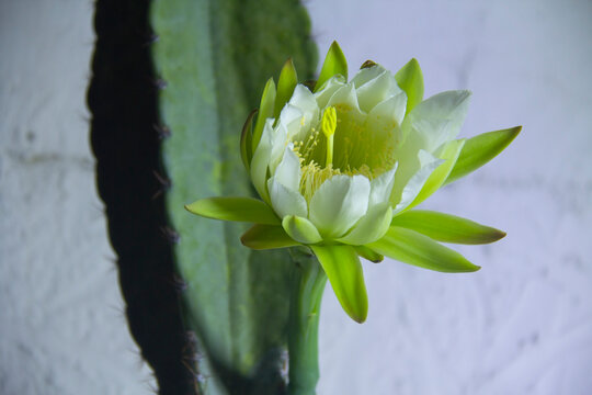 The cactus known as "Queen of the Night" or "Lady of the Night" (generally Epiphyllum oxypetalum or Selenicereus grandiflorus) is a climbing plant native to Central America. It is famous for its enorm