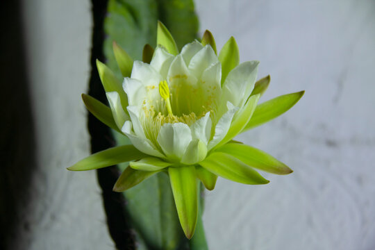 The cactus known as "Queen of the Night" or "Lady of the Night" (generally Epiphyllum oxypetalum or Selenicereus grandiflorus) is a climbing plant native to Central America. It is famous for its enorm
