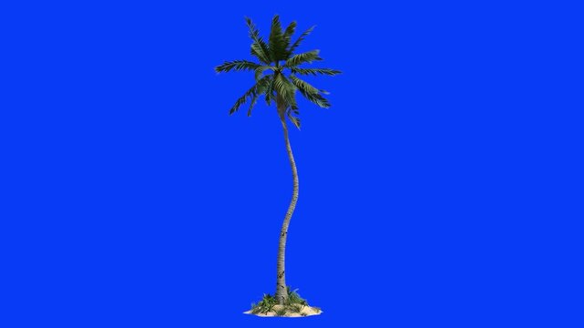Isolated tall tropical palm tree with curved trunk and broad green fronds against a vivid blue chroma key background. Ideal for summer promo videos, tropical beach scene compositing, vacation travel a