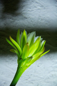The cactus known as "Queen of the Night" or "Lady of the Night" (generally Epiphyllum oxypetalum or Selenicereus grandiflorus) is a climbing plant native to Central America. It is famous for its enorm