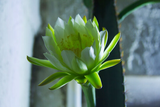 The cactus known as "Queen of the Night" or "Lady of the Night" (generally Epiphyllum oxypetalum or Selenicereus grandiflorus) is a climbing plant native to Central America. It is famous for its enorm