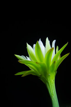 The cactus known as "Queen of the Night" or "Lady of the Night" (generally Epiphyllum oxypetalum or Selenicereus grandiflorus) is a climbing plant native to Central America. It is famous for its enorm