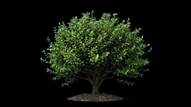 A lush green foliage tree standing isolated with gentle wind motion against a solid black background. Great for nature overlays, eco-friendly project intros, environmental documentaries, landscape vis