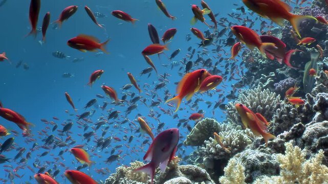 Experience Fiji's breathtaking marine sanctuary. Graceful nurse sharks navigate vibrant reef, accompanied by remora fish. Dazzling school of fish shimmers, painting sunlit blue waters with life.